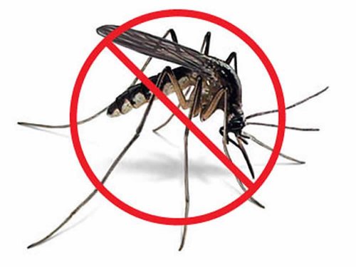 Pest Control Mosquito